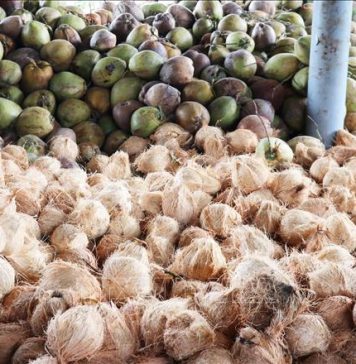 Dừa khô tại Tiền Giang tăng kỷ lục