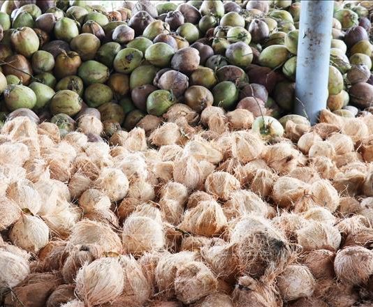 Dừa khô tại Tiền Giang tăng kỷ lục