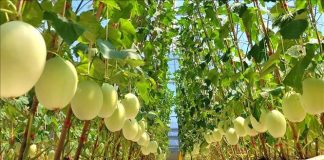 Liên kết chuỗi trong sản xuất nông nghiệp hữu cơ