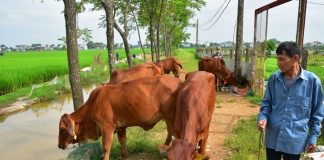 Đây là cách nông dân Bình Phước sống khỏe, ngày càng có thu nhập cao, xuất hiện nhiều tỷ phú