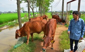 Đây là cách nông dân Bình Phước sống khỏe, ngày càng có thu nhập cao, xuất hiện nhiều tỷ phú