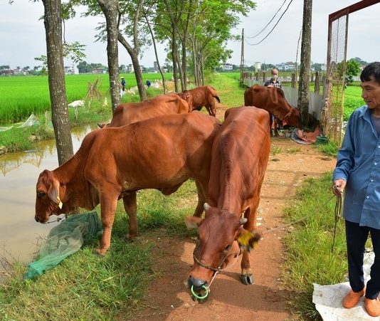 Đây là cách nông dân Bình Phước sống khỏe, ngày càng có thu nhập cao, xuất hiện nhiều tỷ phú