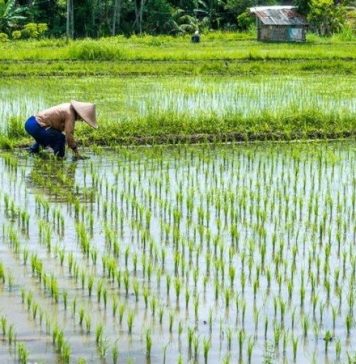 Khuyến cáo nông dân tăng kiểm tra đồng ruộng, phòng trừ sâu bệnh hại lúa
