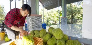 Kiểm soát toàn diện từ vùng trồng đến đóng gói sầu riêng xuất khẩu