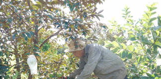 Lão nông người Bạc Liêu tại Gia Lai và bộ rễ nu bằng lăng độc lạ