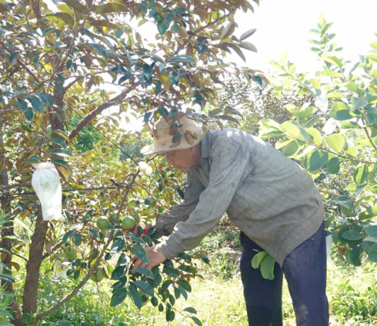 Lão nông người Bạc Liêu tại Gia Lai và bộ rễ nu bằng lăng độc lạ