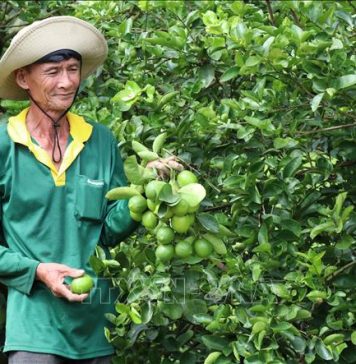 Liên kết trồng chanh không hạt xuất khẩu lãi hơn 400 triệu đồng/ha/năm