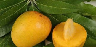 Lợi ích của hạt xoài với sức khỏe, chớ dại bỏ đi