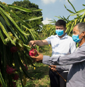 Thanh long Việt Nam mở đường vào Ấn Độ và Trung Đông: Cơ hội mới sau một giai đoạn phụ thuộc