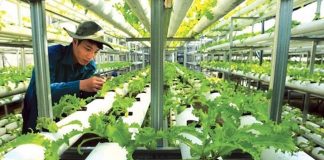 Mở khoá đất đai cho doanh nghiệp nông nghiệp