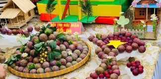 Sơn La: Sôi động ngày hội hái mận ở vùng cao Phiêng Khoài