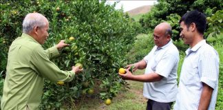 Người cao tuổi tham gia đẩy mạnh chuyển đổi số, chuyển đổi xanh, khởi nghiệp, tạo việc làm