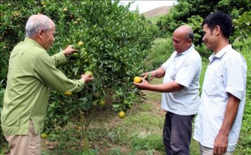 Người cao tuổi tham gia đẩy mạnh chuyển đổi số, chuyển đổi xanh, khởi nghiệp, tạo việc làm