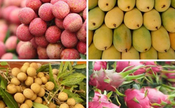 Những “ngôi sao” nông sản Việt – Trái cây nào đang xuất khẩu mạnh?