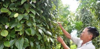 Nông dân “thất bát” vì hồ tiêu mất mùa