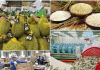 Nông lâm thủy sản và sầu riêng sẽ được ưu tiên thông quan