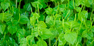 Bất ngờ, rau càng cua chứa chất ngăn ngừa tế bào ung thư