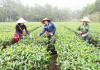 Sản xuất chè liên kết, nông dân hết lo âu