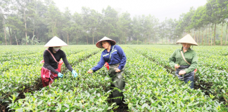 Sản xuất chè liên kết, nông dân hết lo âu