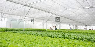 Tái cơ cấu nông nghiệp: Chìa khóa xây dựng nông thôn mới ở Long An