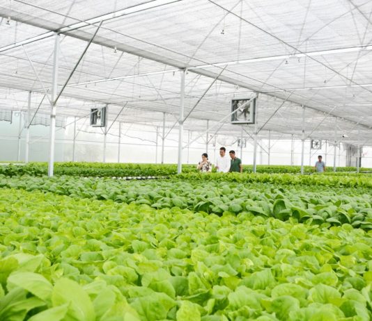 Tái cơ cấu nông nghiệp: Chìa khóa xây dựng nông thôn mới ở Long An