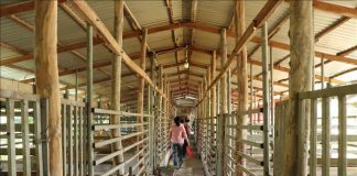 Thu nhập gần 300 triệu đồng/năm từ nuôi hươu lấy nhung và cây ăn trái