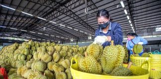 Thủ tướng Chính phủ chỉ đạo thúc đẩy sản xuất và xuất khẩu sầu riêng bền vững