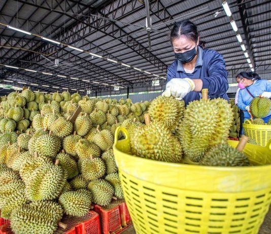 Thủ tướng Chính phủ chỉ đạo thúc đẩy sản xuất và xuất khẩu sầu riêng bền vững