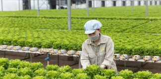 Top 10 loại rau tốt nhất thế giới quen thuộc trong bữa cơm Việt