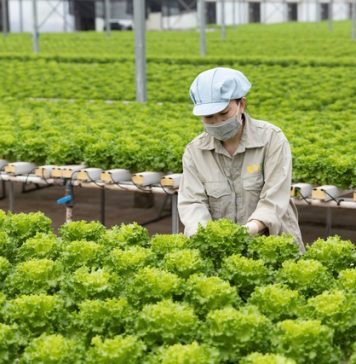 Top 10 loại rau tốt nhất thế giới quen thuộc trong bữa cơm Việt