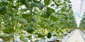 Thành phố Bắc Giang: Phát huy tiềm năng, bứt phá kinh tế – xã hội sau sáp nhập