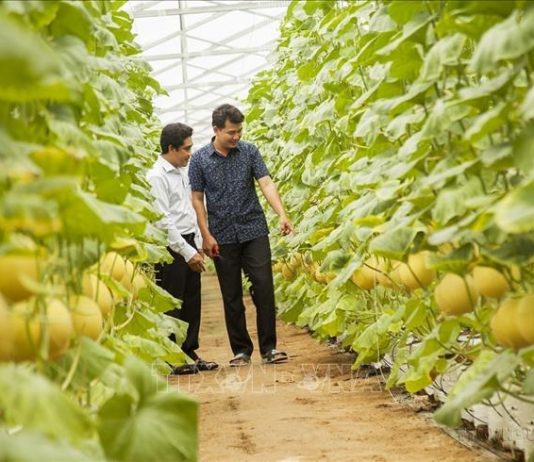 Ứng dụng công nghệ cao để tăng hiệu quả chuỗi giá trị nông sản