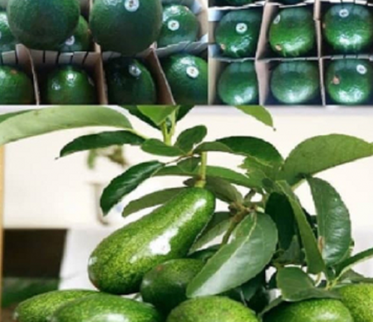 Việt Nam chuẩn bị xuất khẩu chính ngạch bơ, sầu riêng vào Nhật Bản và Hàn Quốc