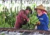 Xuất khẩu chuối chính ngạch sang Trung Quốc: Những bước chuyển buộc phải làm