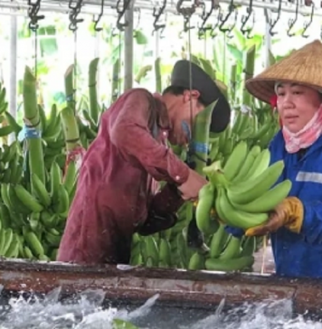 Xuất khẩu chuối chính ngạch sang Trung Quốc: Những bước chuyển buộc phải làm