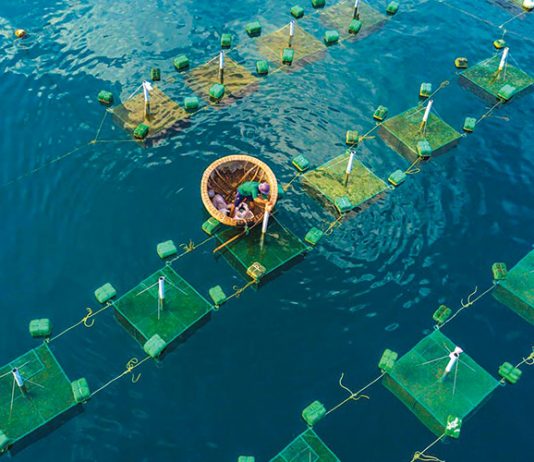 IoT trong nông nghiệp Việt Nam: Bước tiến và cách thức học hỏi từ láng giềng