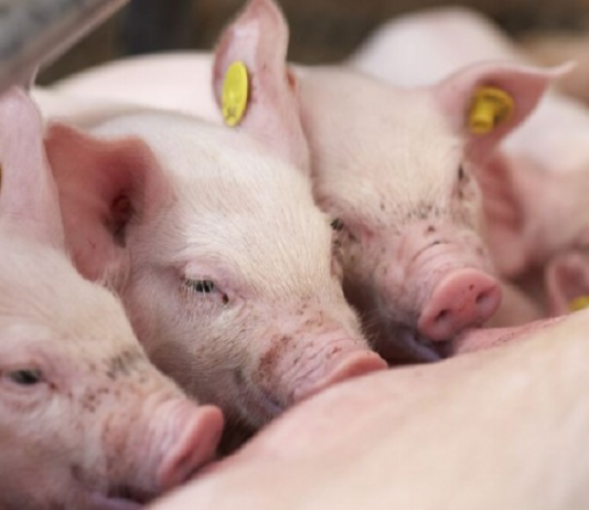Trung Quốc siết sản lượng heo để cứu giá