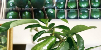 Việt Nam chuẩn bị xuất khẩu chính ngạch bơ, sầu riêng vào Nhật Bản và Hàn Quốc