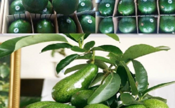 Việt Nam chuẩn bị xuất khẩu chính ngạch bơ, sầu riêng vào Nhật Bản và Hàn Quốc