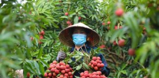 Chủ động triển khai các biện pháp bảo đảm sản xuất, chế biến, tiêu thụ và xuất khẩu nông sản