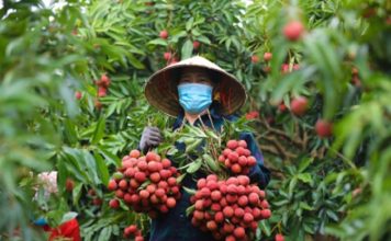 Chủ động triển khai các biện pháp bảo đảm sản xuất, chế biến, tiêu thụ và xuất khẩu nông sản