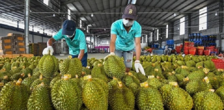 Chuyên gia đề xuất dùng AI kiểm soát tồn dư hóa chất trong sầu riêng