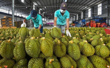 Chuyên gia đề xuất dùng AI kiểm soát tồn dư hóa chất trong sầu riêng