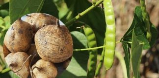 Thân, lá, hoa, quả của cây củ đậu đều chứa chất cực độc