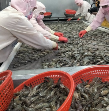 DOC Mỹ tính thuế chống bán phá giá bất thường với tôm Việt Nam