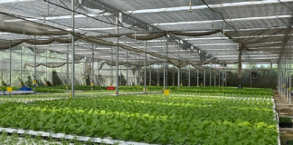 Từ 1/7, dự án nông nghiệp hữu cơ được vay 70% vốn mà không cần thế chấp