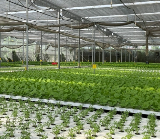 Từ 1/7, dự án nông nghiệp hữu cơ được vay 70% vốn mà không cần thế chấp