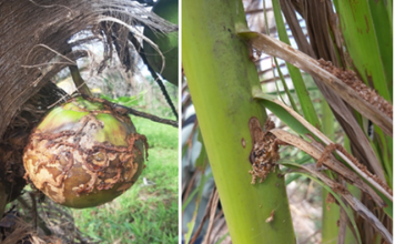 Sâu đầu đen hại dừa lây lan nhanh ở Trà Vinh