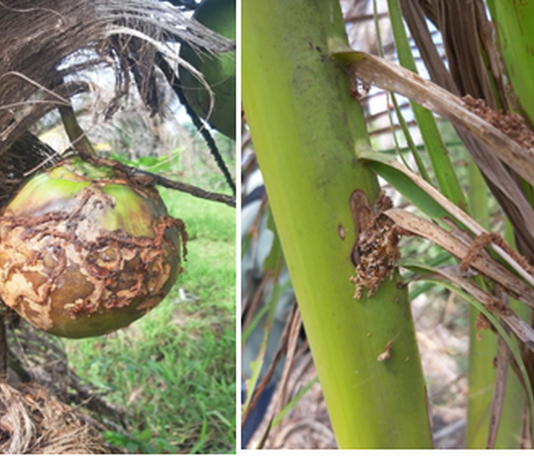 Sâu đầu đen hại dừa lây lan nhanh ở Trà Vinh
