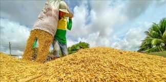 Lúa tươi tại Đồng bằng sông Cửu Long biến động nhẹ